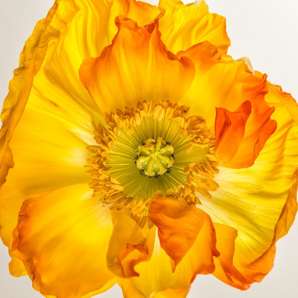 Yellow Poppy 2 art print by Dianne Poinski for $57.95 CAD