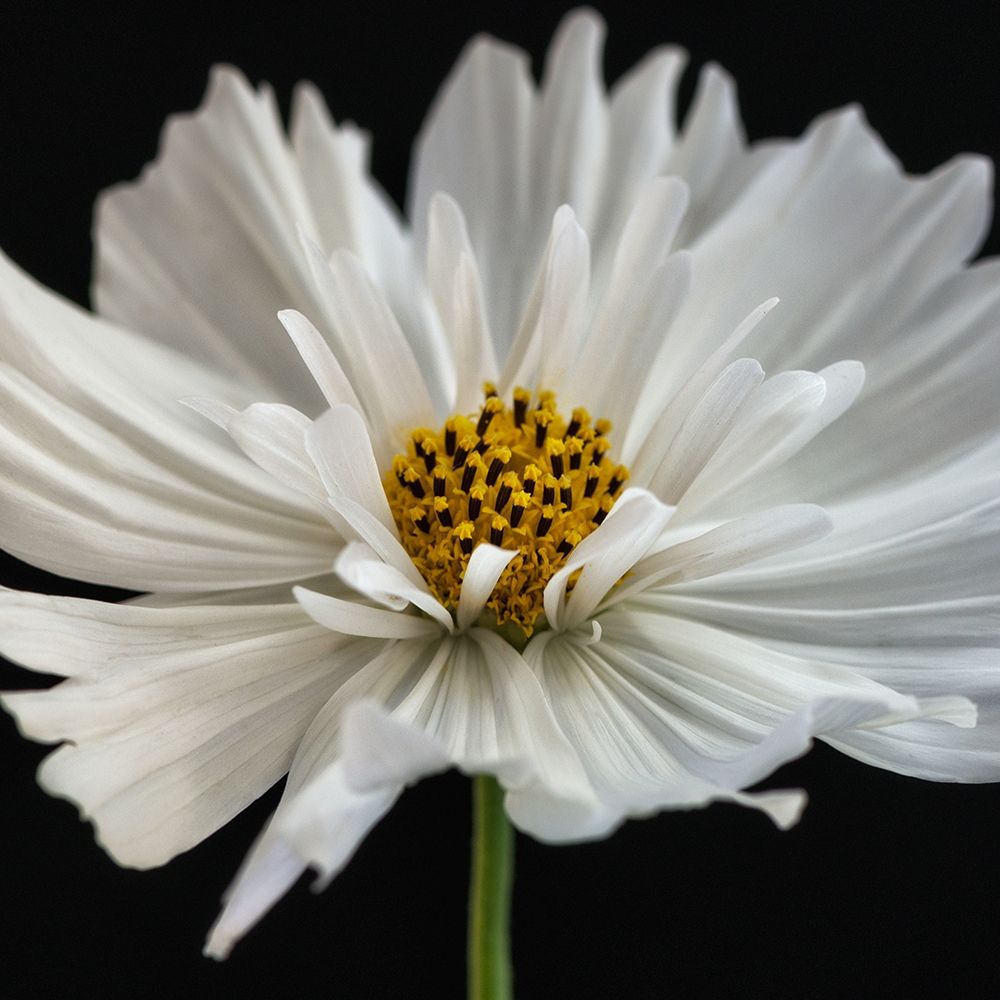 Daisy White 2 art print by Dianne Poinski for $57.95 CAD