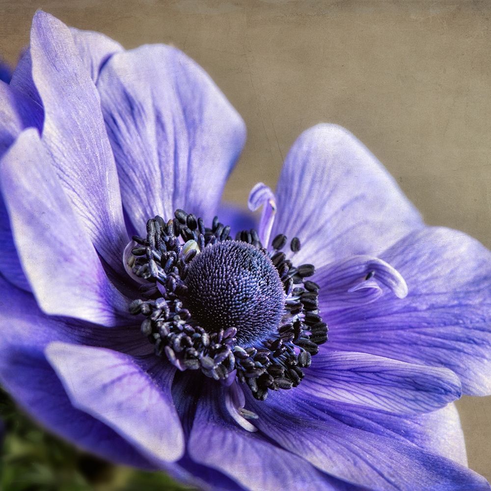 Spring Anemone IV art print by Dianne Poinski for $57.95 CAD