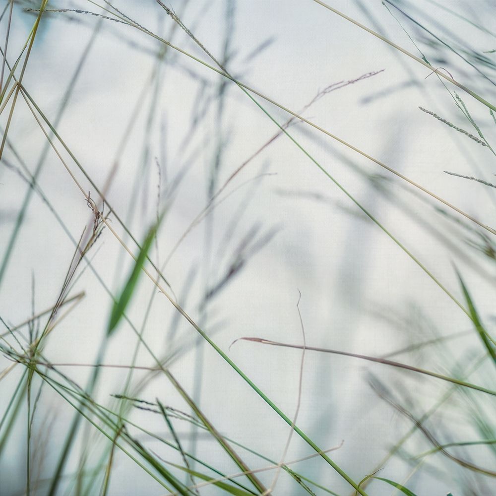 Bluff Grass II art print by Dianne Poinski for $57.95 CAD