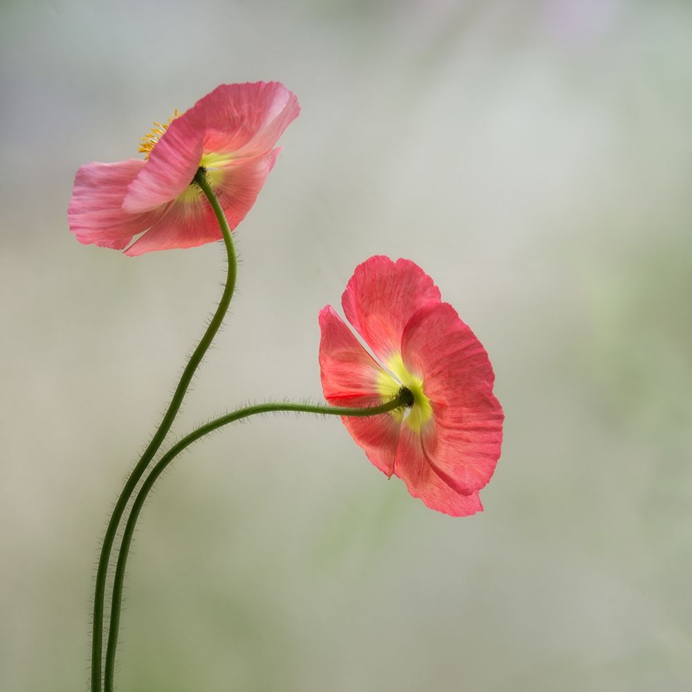 Two Poppies art print by Dianne Poinski for $57.95 CAD