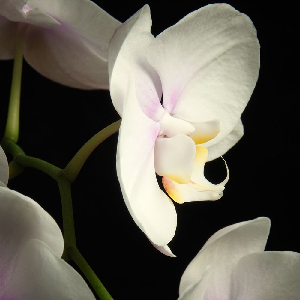 White Orchids 2 art print by Dianne Poinski for $57.95 CAD