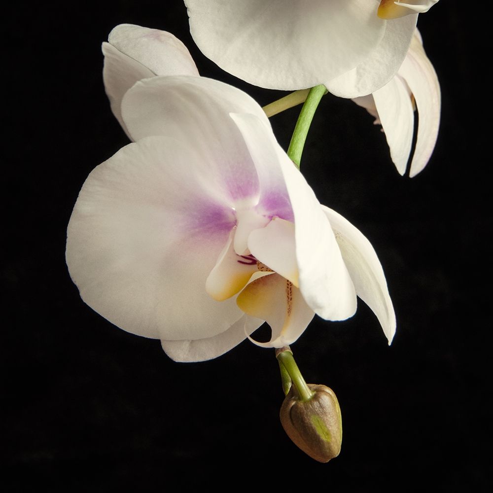 White Orchids 3 art print by Dianne Poinski for $57.95 CAD