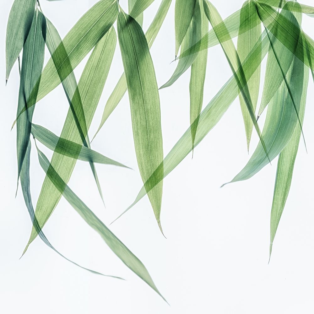 Swaying Bamboo 1 art print by Dianne Poinski for $57.95 CAD