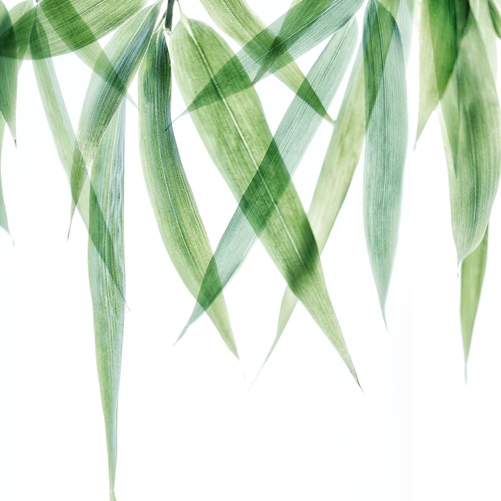 Swaying Bamboo 2 art print by Dianne Poinski for $57.95 CAD