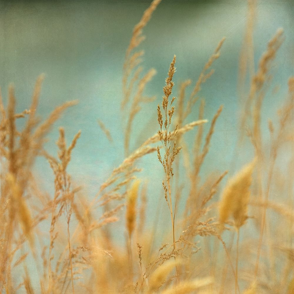 Prairie Grass 2 art print by Dianne Poinski for $57.95 CAD