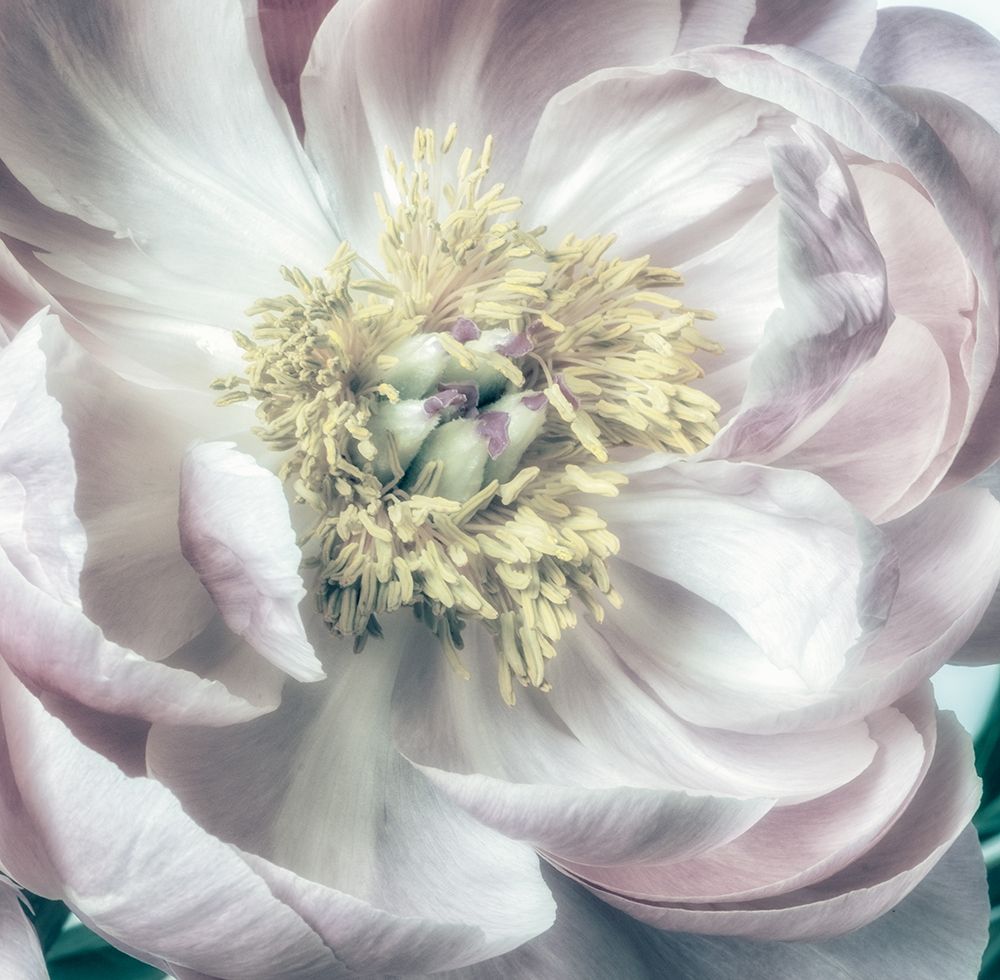 Dusty Bloom 2 art print by Dianne Poinski for $57.95 CAD