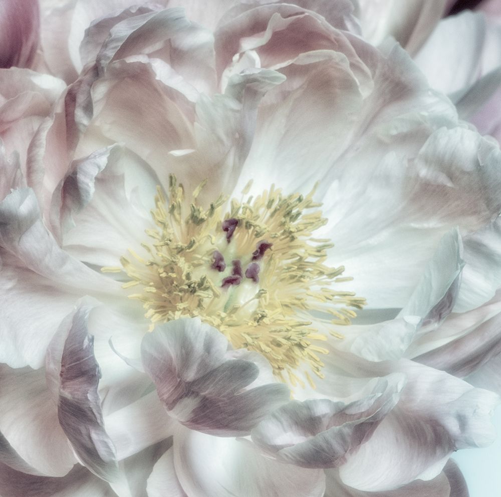 Dusty Bloom 4 art print by Dianne Poinski for $57.95 CAD