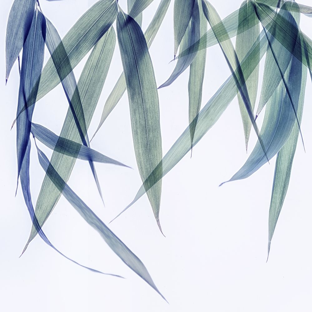 Vibrant Bamboo 2 art print by Dianne Poinski for $57.95 CAD