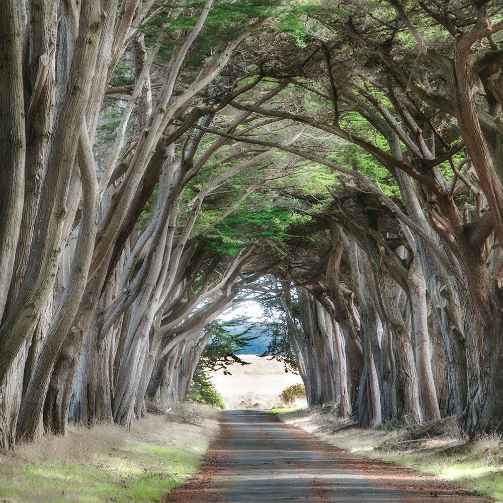 Cypress View II art print by Dianne Poinski for $57.95 CAD