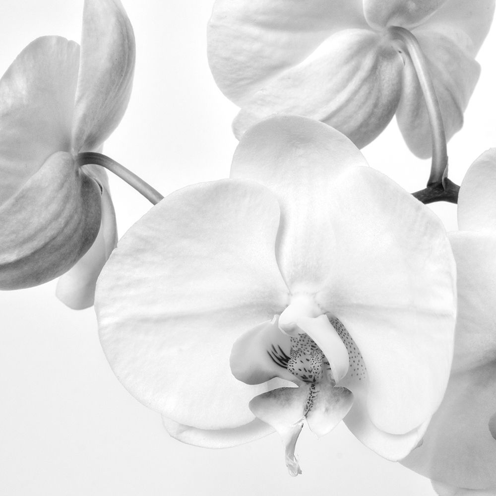 Simply Orchids 1 art print by Dianne Poinski for $57.95 CAD