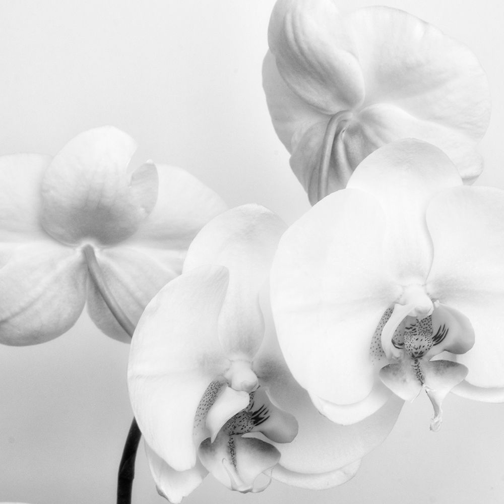 Simply Orchids 2 art print by Dianne Poinski for $57.95 CAD