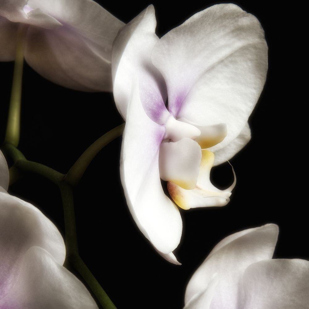 Delicate White Orchids 3 art print by Dianne Poinski for $57.95 CAD