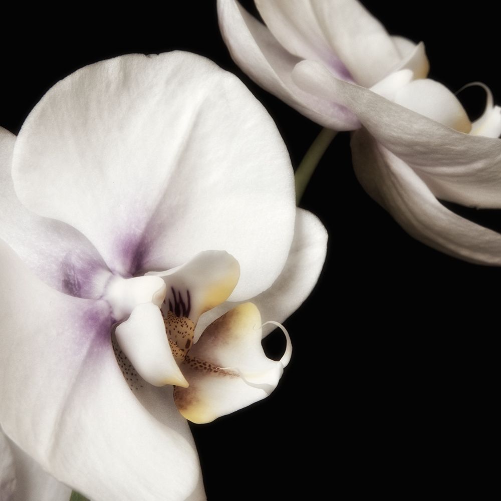 Delicate White Orchids 4 art print by Dianne Poinski for $57.95 CAD