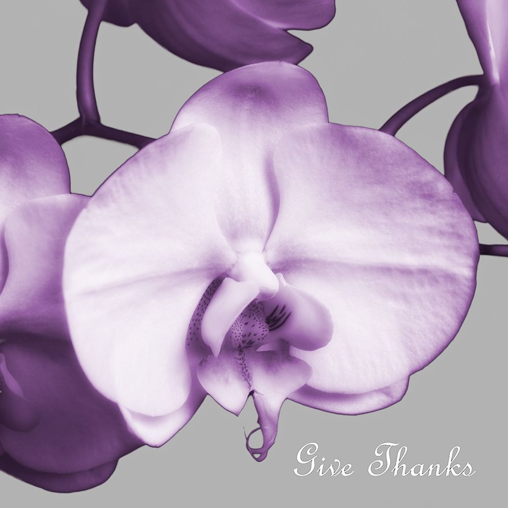 Thankful Orchids art print by Dianne Poinski for $57.95 CAD