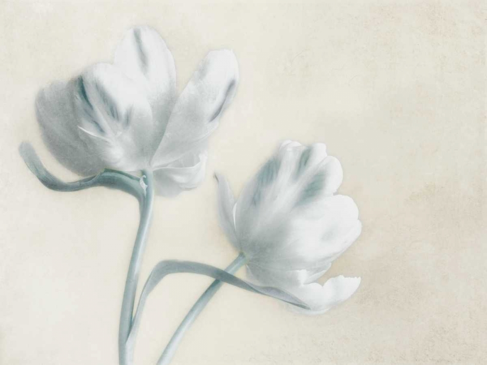 Blue Ivory Blossom 2 art print by Dianne Poinski for $57.95 CAD