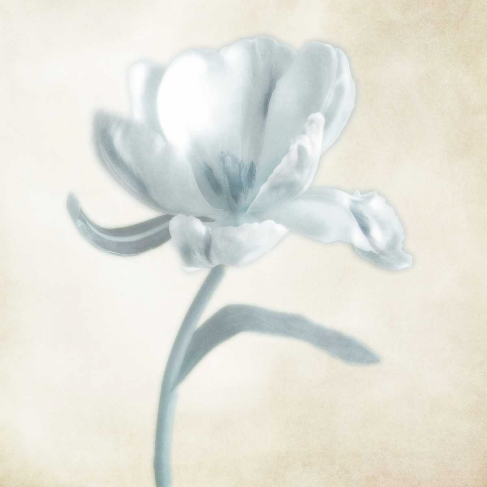 Blue Ivory Blossom 1 art print by Dianne Poinski for $57.95 CAD