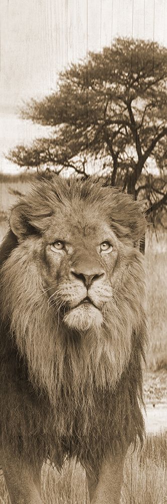 Jungle King 2 art print by Sheldon Lewis for $57.95 CAD