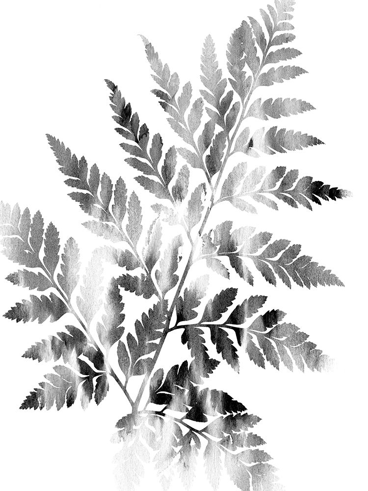 Faded Fern art print by Sheldon Lewis for $57.95 CAD