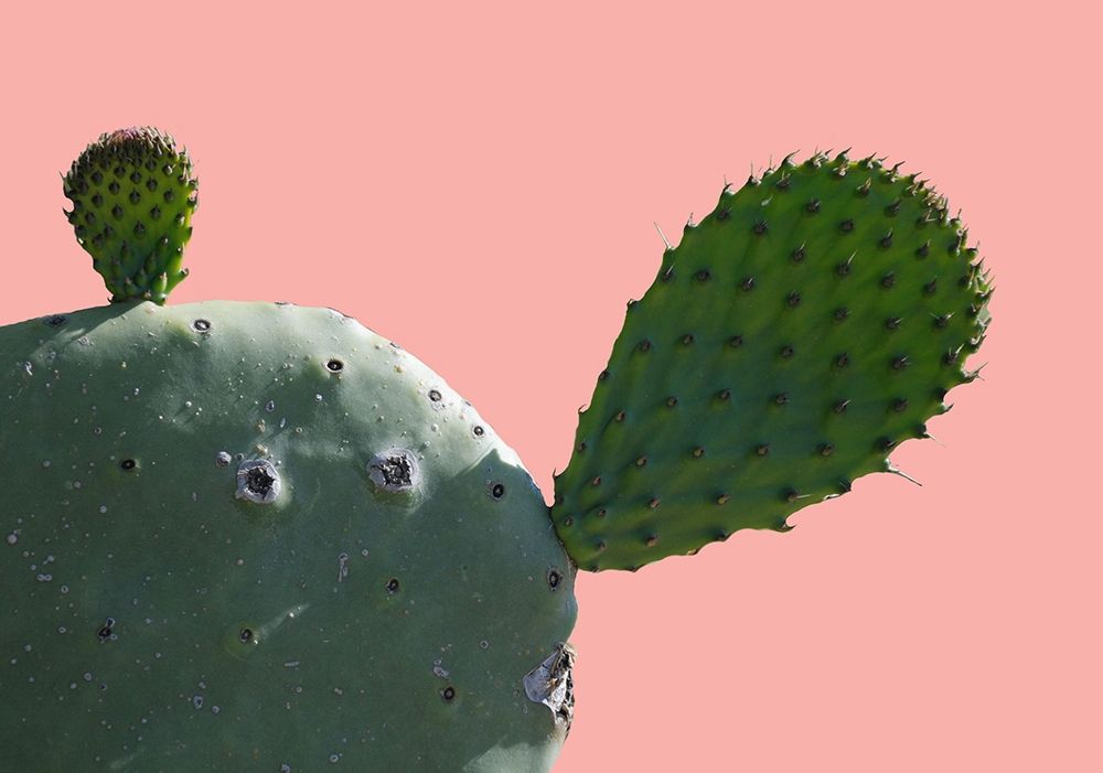 Cactus Slice 1 art print by Sheldon Lewis for $57.95 CAD
