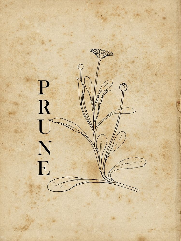 Prune art print by Sheldon Lewis for $57.95 CAD
