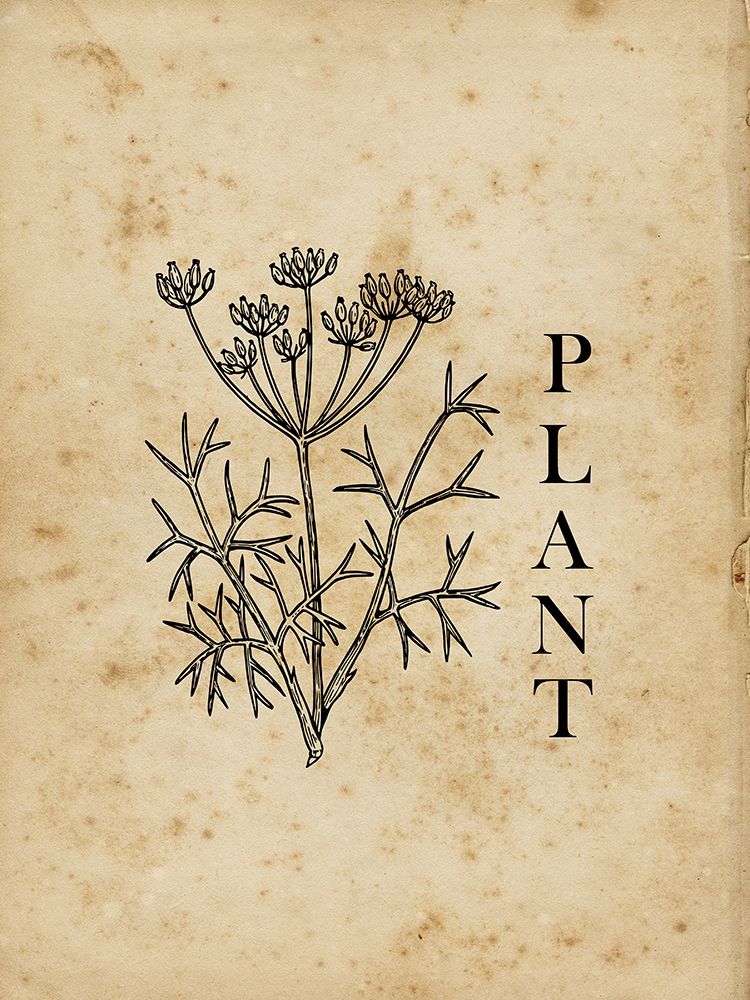 Plant art print by Sheldon Lewis for $57.95 CAD
