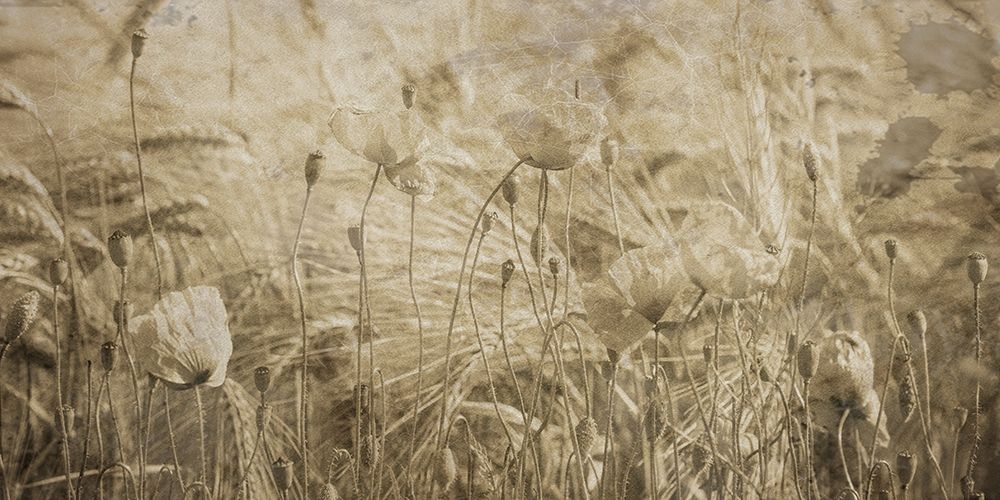 Fresh Meadow Bloom 2  art print by Sheldon Lewis for $57.95 CAD