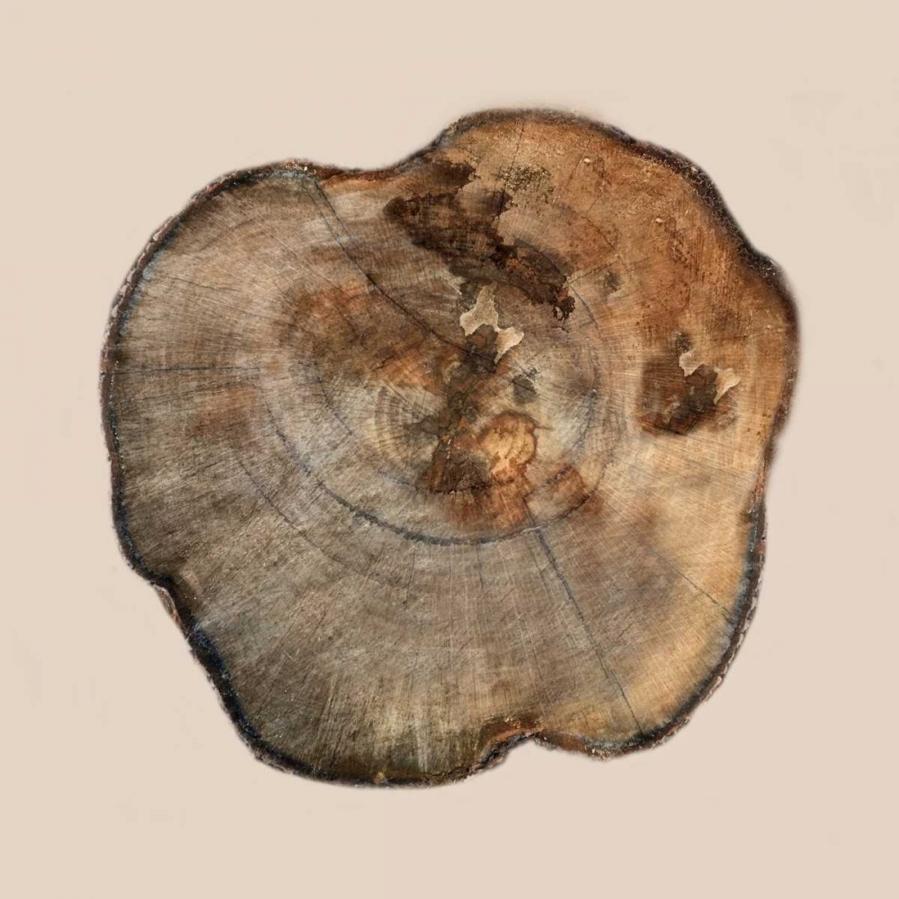 Tree Ring Stump 2 art print by Sheldon Lewis for $57.95 CAD