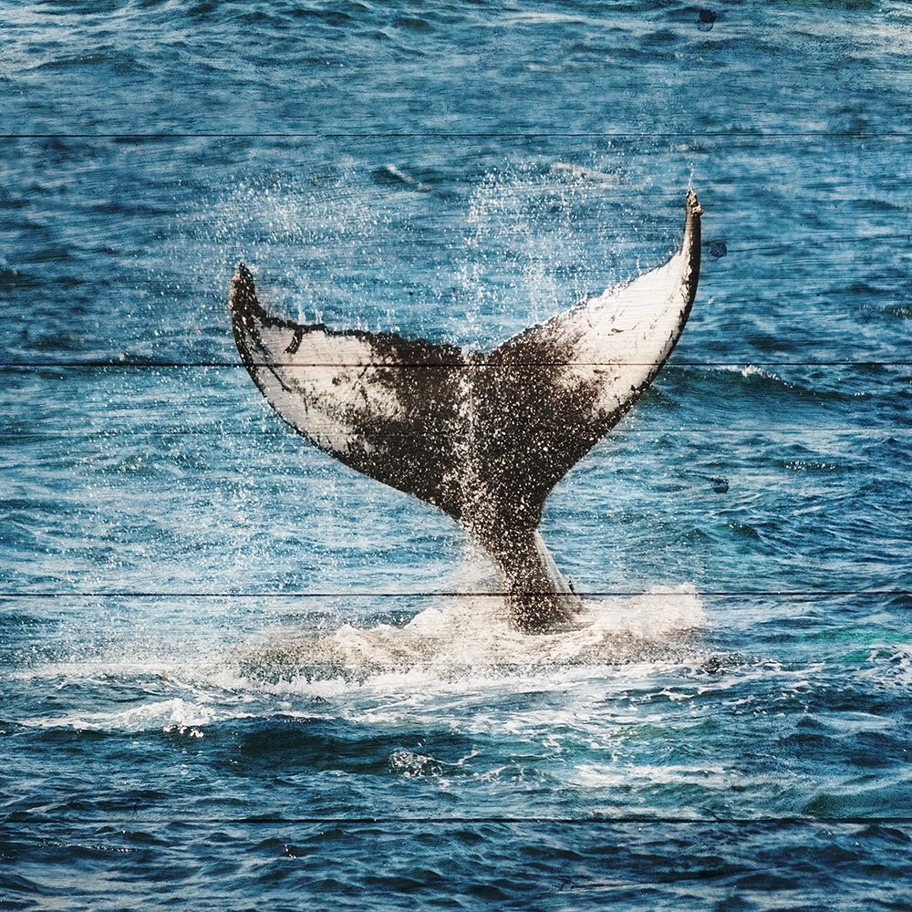 Tails of The Whale art print by Sheldon Lewis for $57.95 CAD
