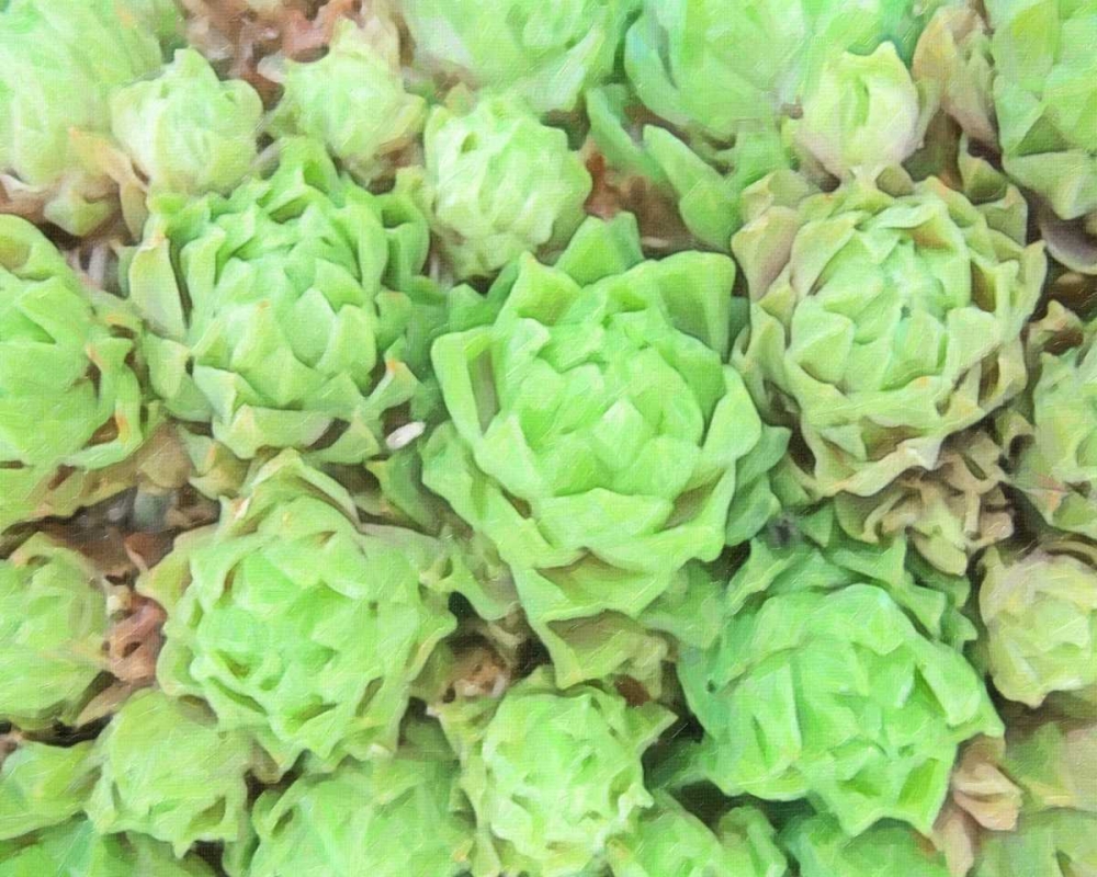 ABSTRACT SUCCULENT art print by Taylor Greene for $57.95 CAD