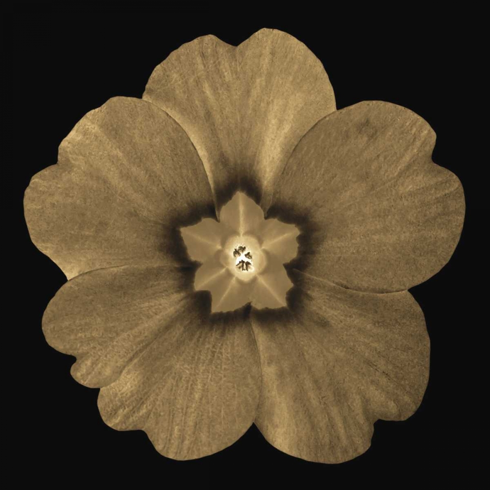 Sepia Floral A1 art print by Taylor Greene for $57.95 CAD