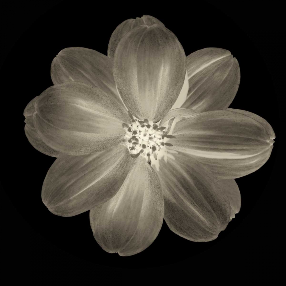 Sepia Floral III art print by Taylor Greene for $57.95 CAD