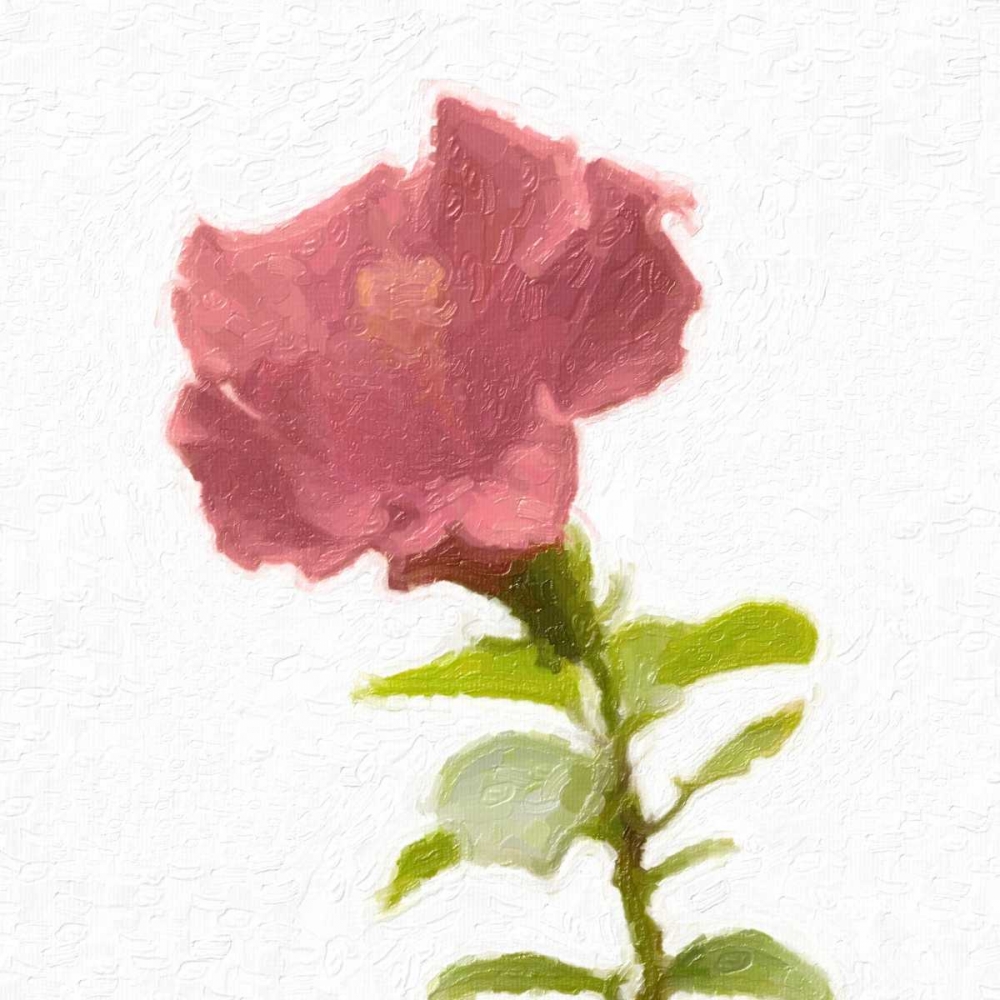 BLUSH ROSE art print by Taylor Greene for $57.95 CAD