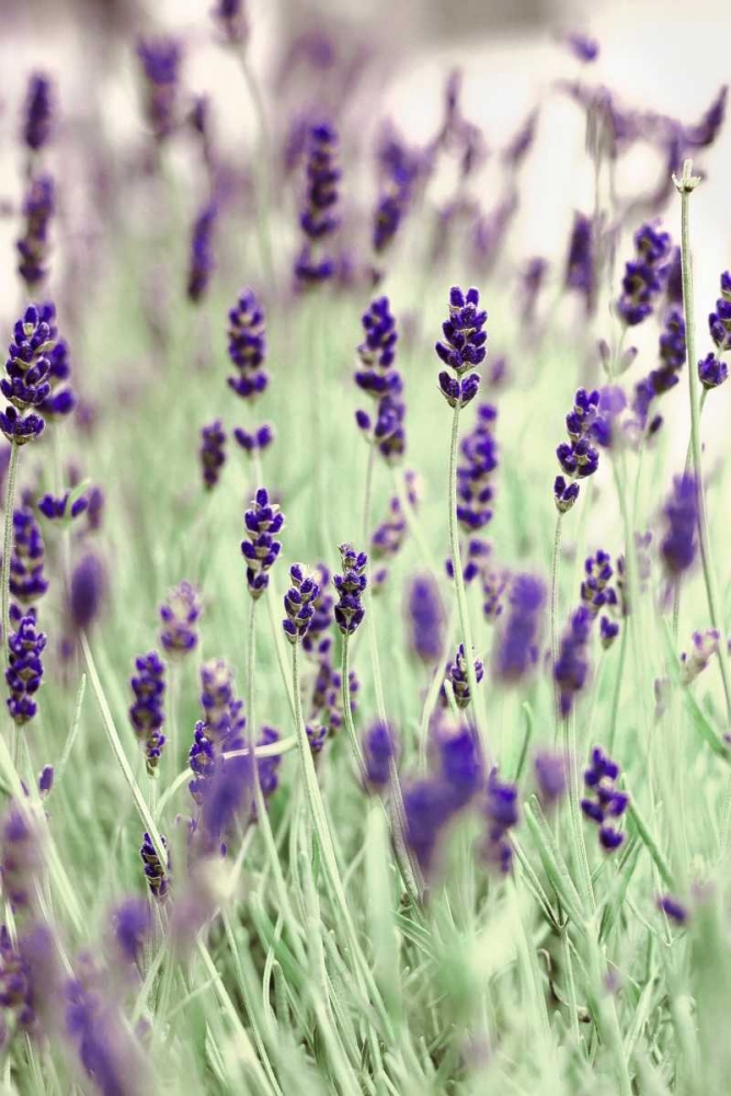 Lavenders In the Field art print by Tracey Telik for $57.95 CAD