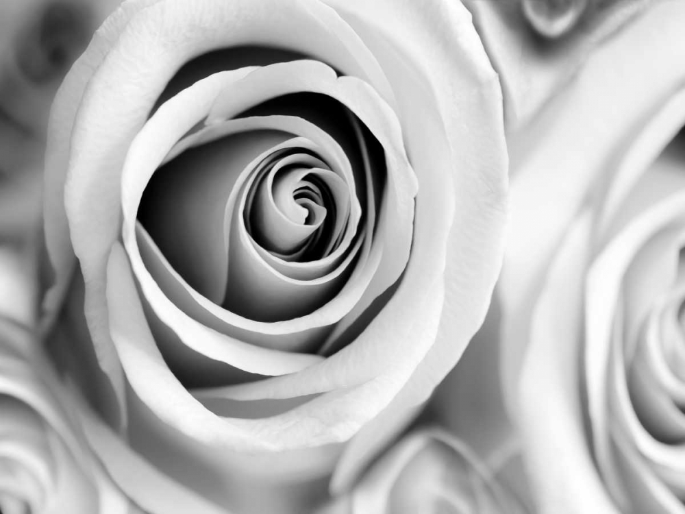 White Noise Rose 1 art print by Tracey Telik for $57.95 CAD