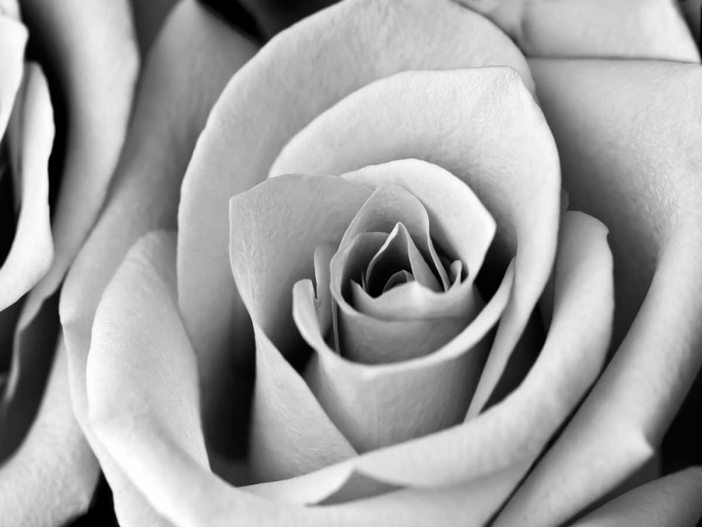 White Noise Rose 2 art print by Tracey Telik for $57.95 CAD