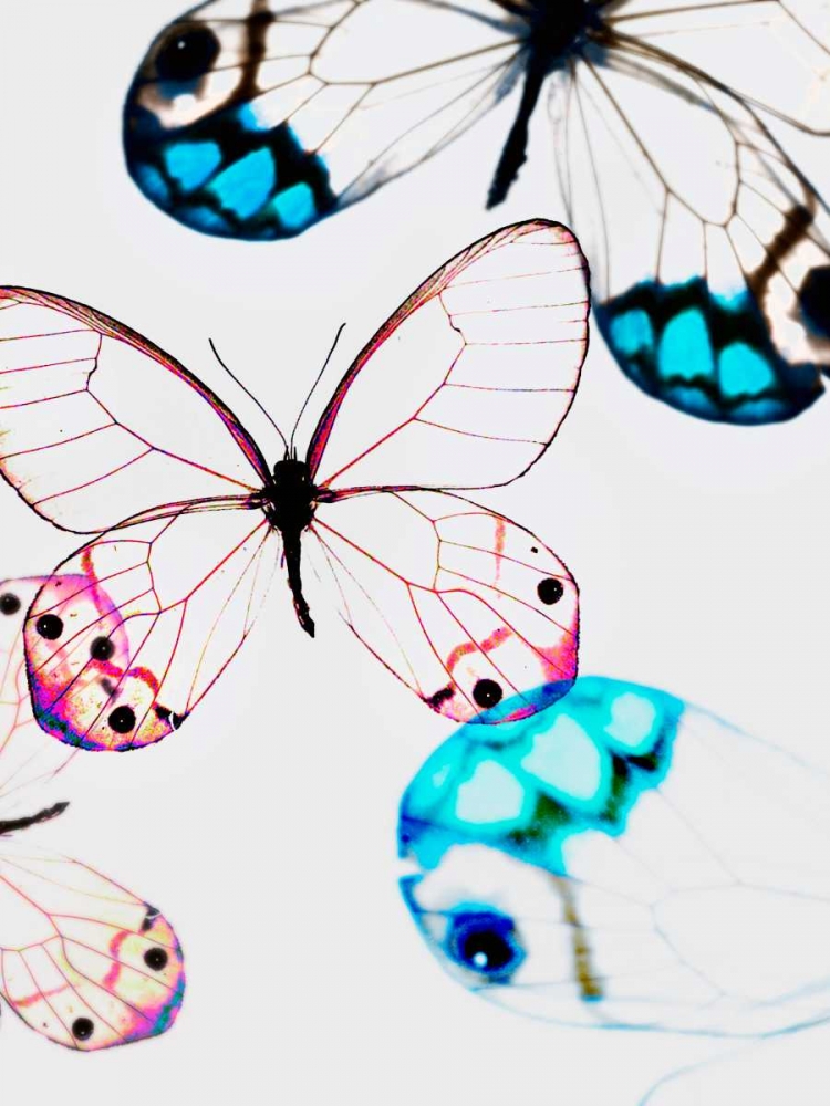 Glasswings art print by Tracey Telik for $57.95 CAD