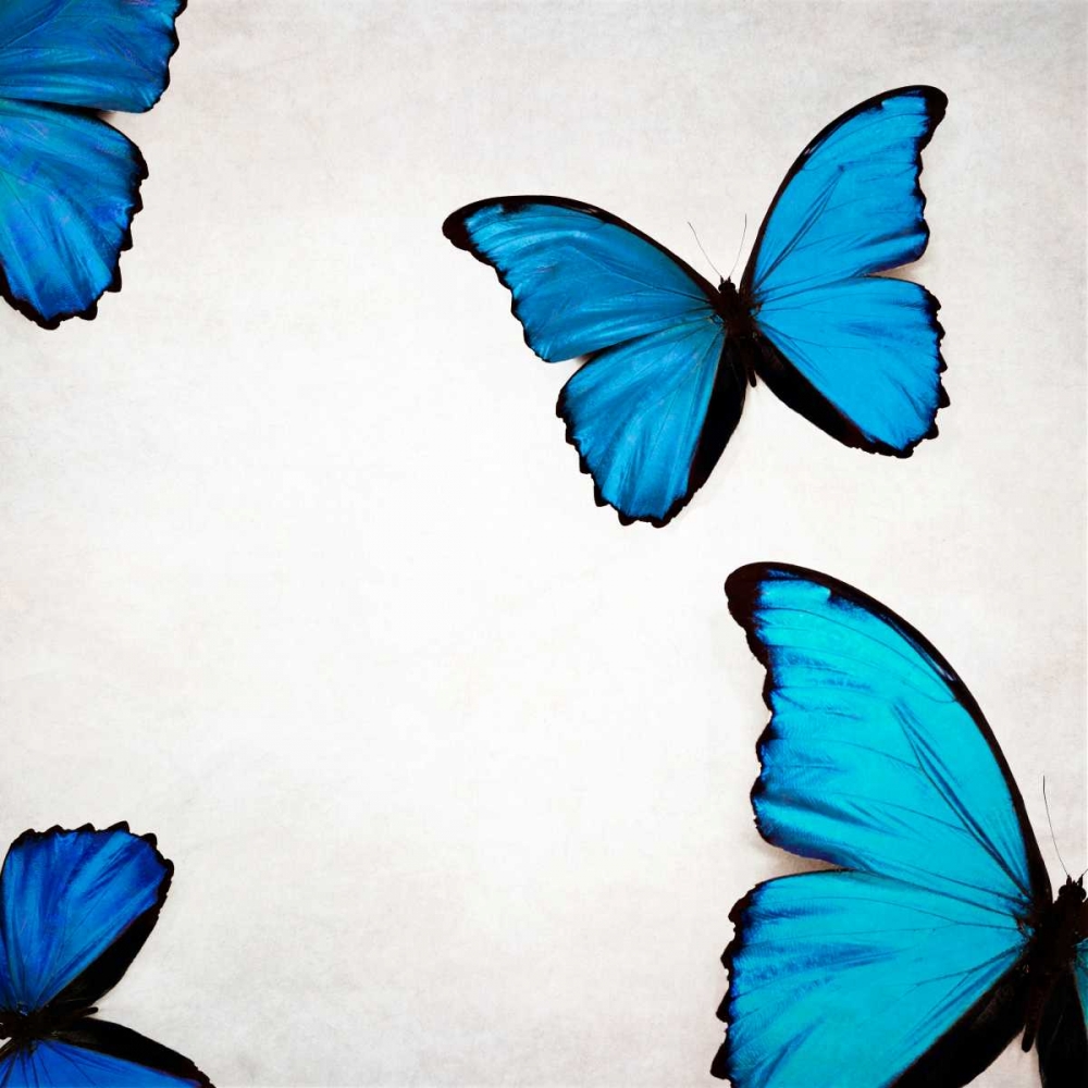 Blue Morphos art print by Tracey Telik for $57.95 CAD