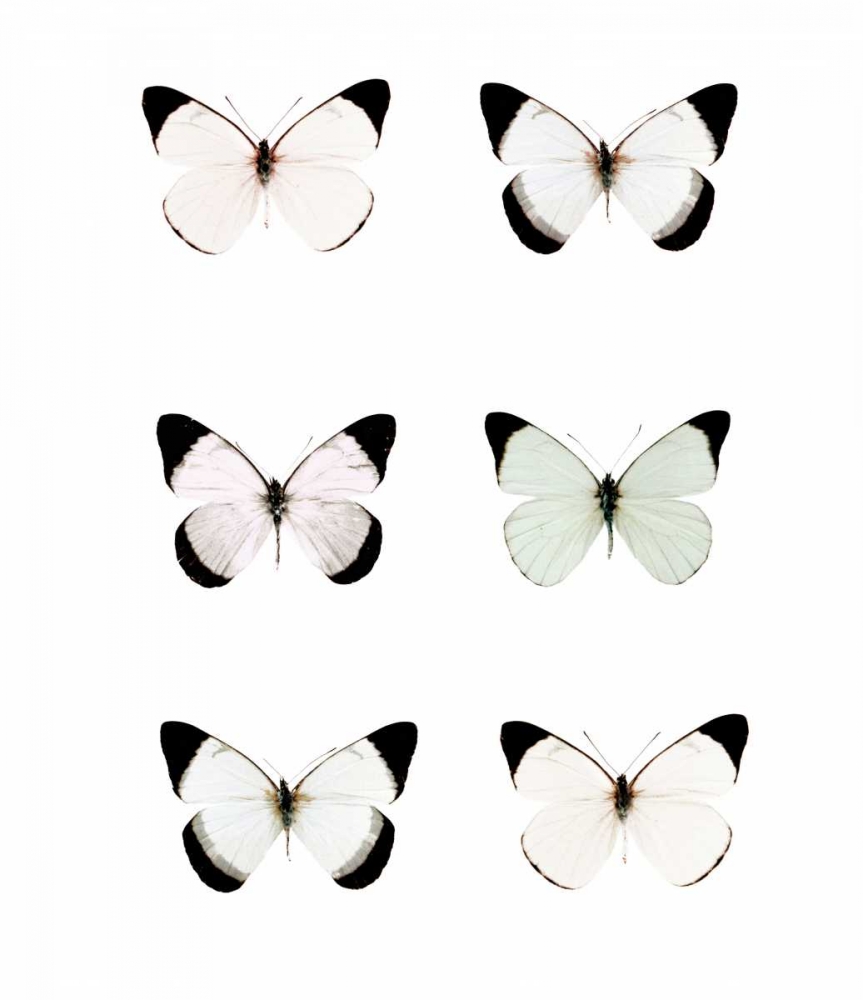 Pale Butterflies 6 art print by Tracey Telik for $57.95 CAD