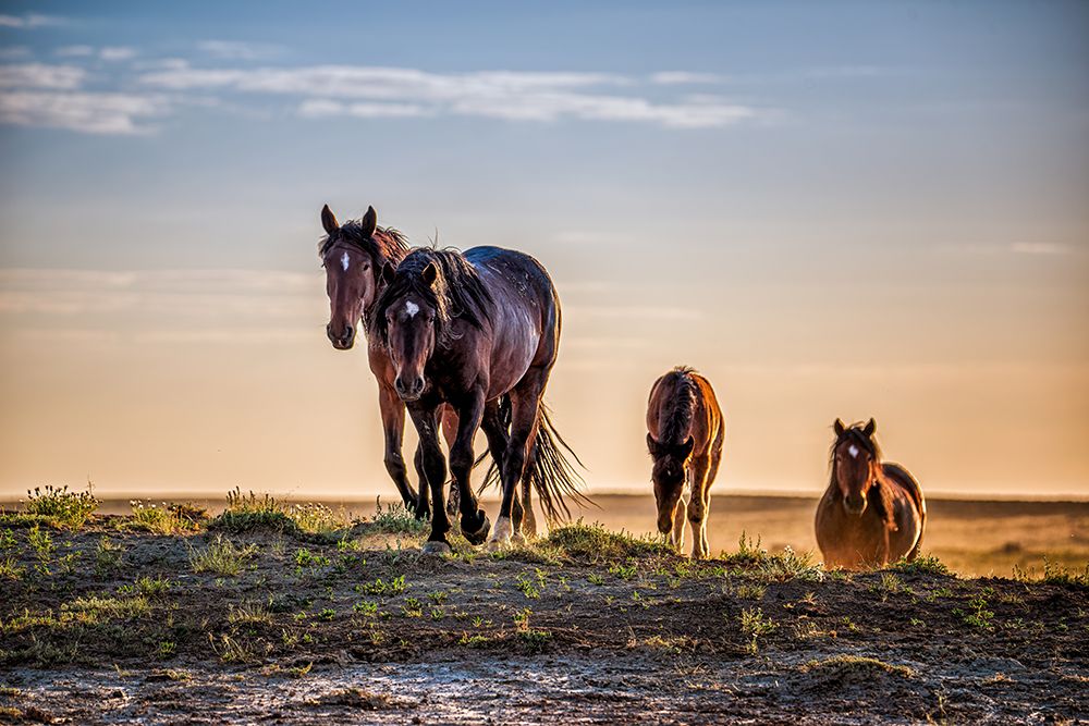 Coming Home art print by Tim West for $57.95 CAD