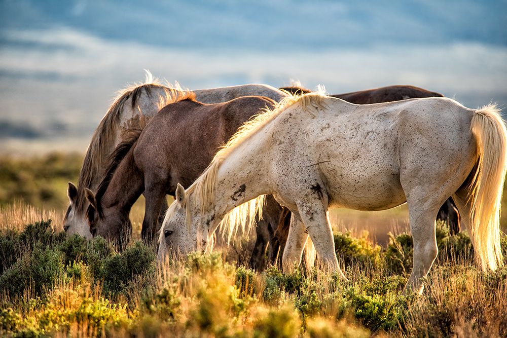 Evening Graze art print by Tim West for $57.95 CAD