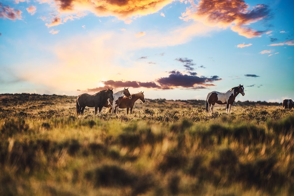 Prairie Friends art print by Tim West for $57.95 CAD