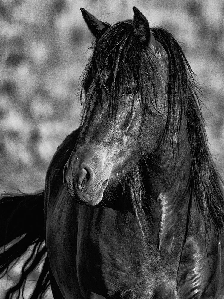 Beauty In Black art print by Tim West for $57.95 CAD