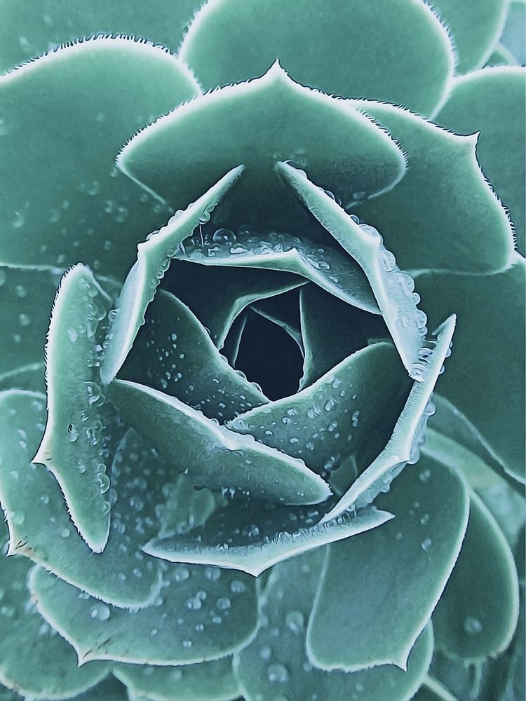 Succulent with Dew 1 art print by Urban Epiphany for $57.95 CAD