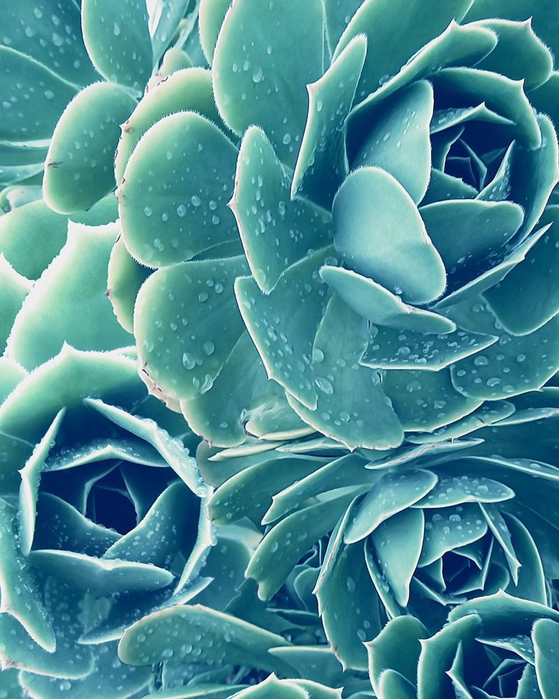 Succulent with Dew 2 art print by Urban Epiphany for $57.95 CAD