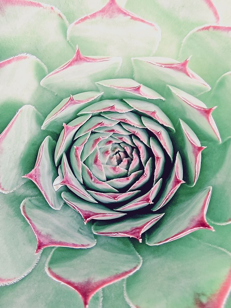 Succulent Red Tips art print by Urban Epiphany for $57.95 CAD