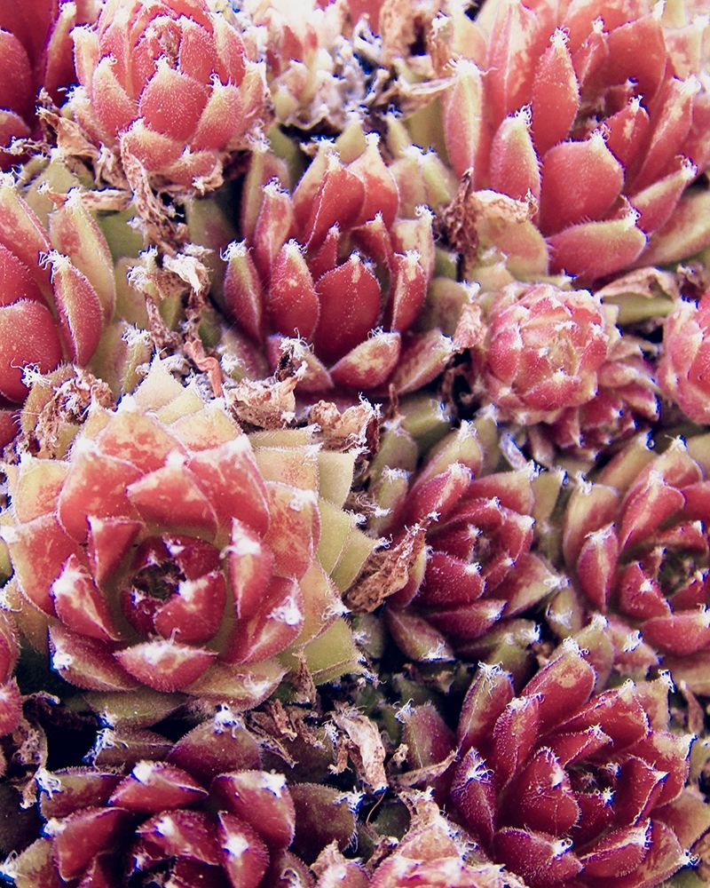 Red Succulents New Born 1 art print by Urban Epiphany for $57.95 CAD