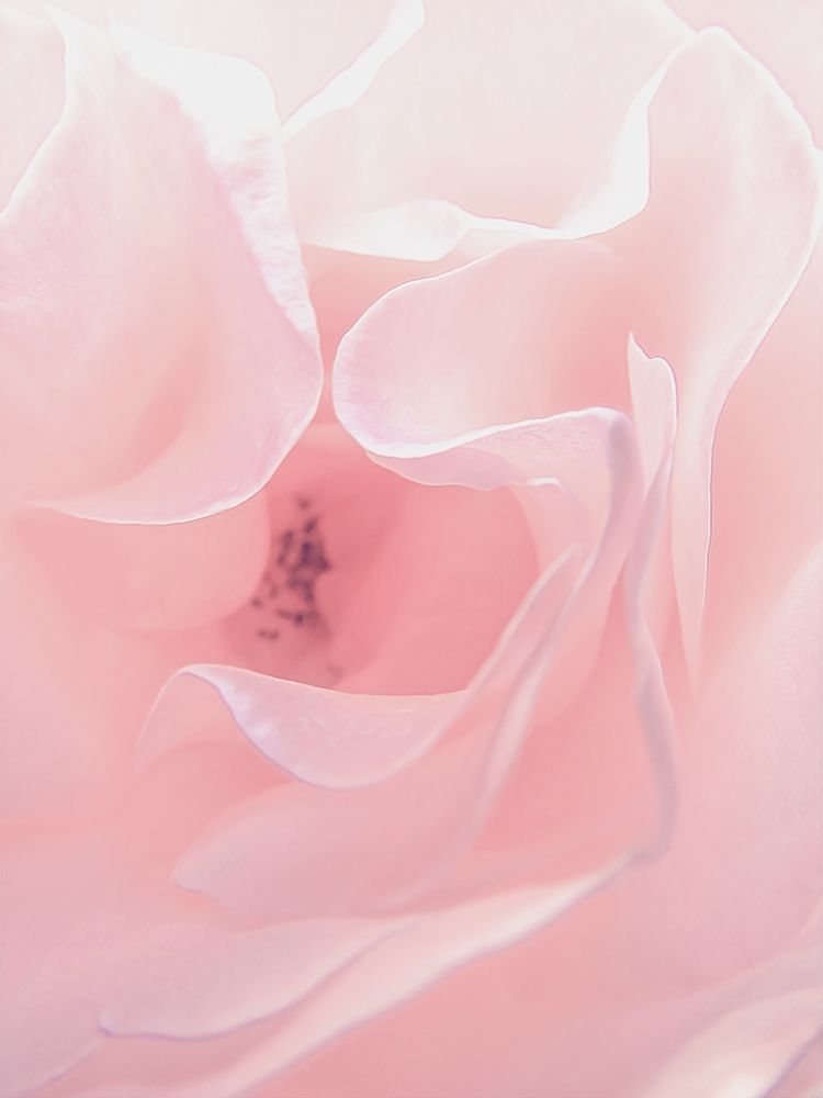 Rose Close Up 2 art print by Urban Epiphany for $57.95 CAD