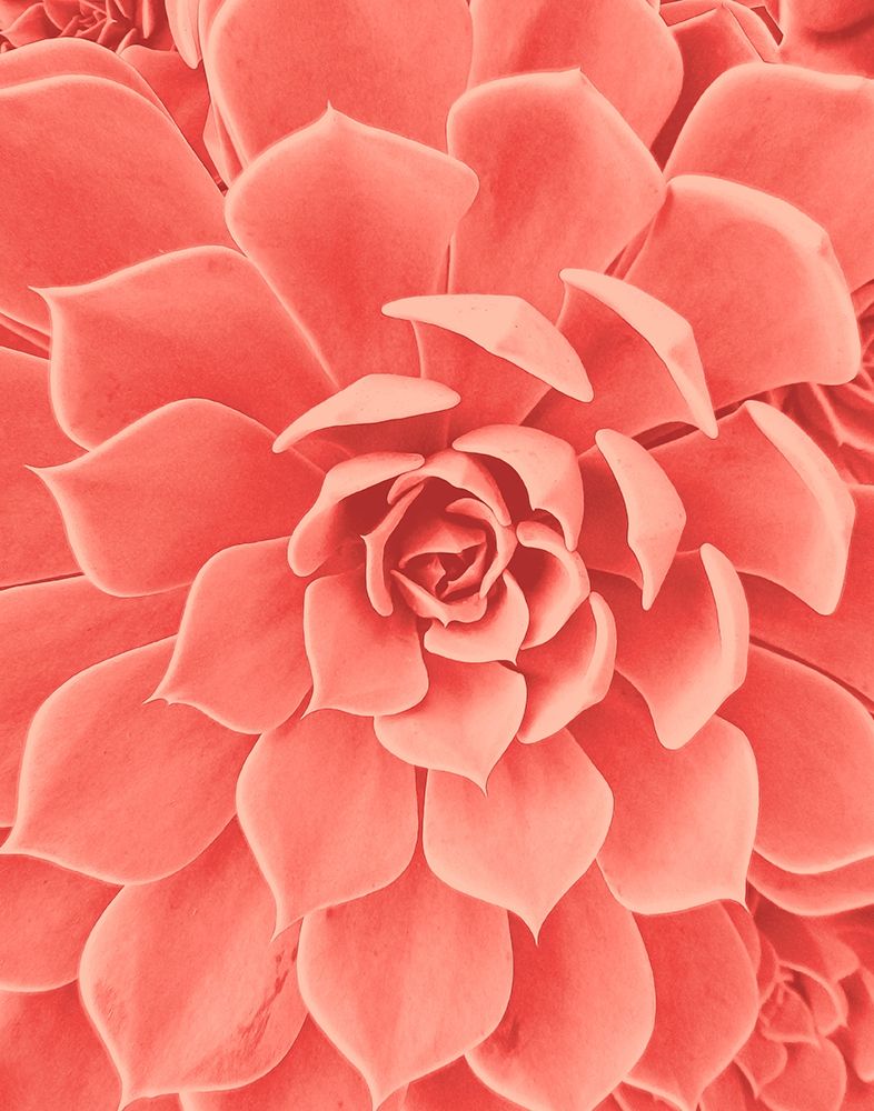 Coral Succulent art print by Urban Epiphany for $57.95 CAD