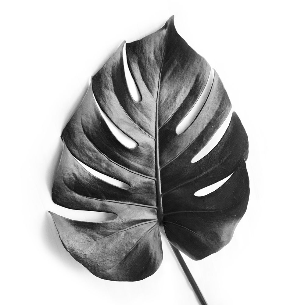 Monstera art print by Urban Epiphany for $57.95 CAD
